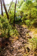 Trail in forest on summer day