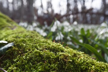 Green moss in spring forest.