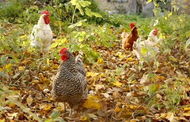 Several chickens on a country plot