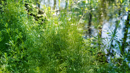 Galium aparine on the shore of a forest swamp. Cleavers, clivers, catchweed and sticky willy.