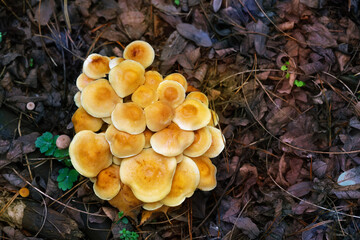 Hypholoma fasciculare, commonly known as the sulphur tuft or clustered woodlover. Place for text. Top view.
