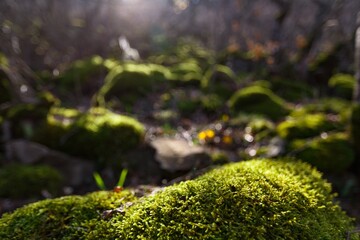 Green moss in spring forest.