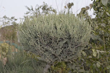 Captivating Flower Blossom in Full Bloom, Perfect for Nature Enthusiasts, Gardeners, and Floral Design Inspiration