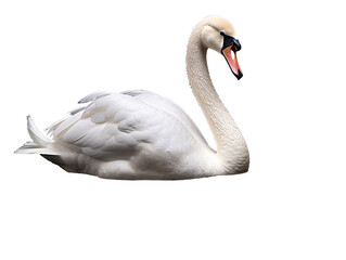 a white swan with a long neck