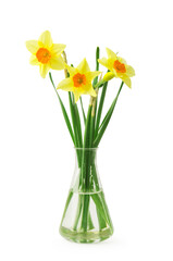 Yellow daffodil in a glass vase on a white background.