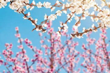 Blooming fresh tree flowers in the spring garden.