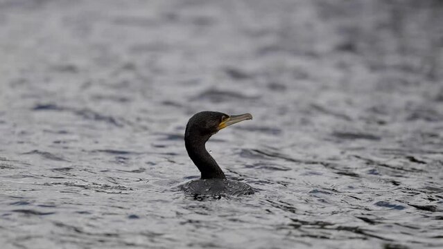 Grand cormoran qui essaie de p&ecirc;cher dans la rivi&egrave;re et passe sa t&ecirc;te sous l'eau. 