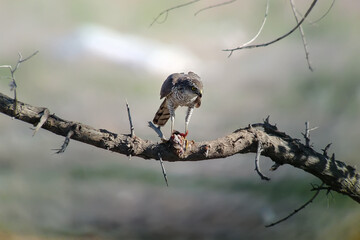 Female of Eurasian Sparrowhawk (Accipiter nisus) eating Common myna (Acridotheres tristis),...