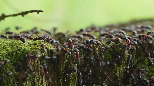 Swarming of large carpenter ants
