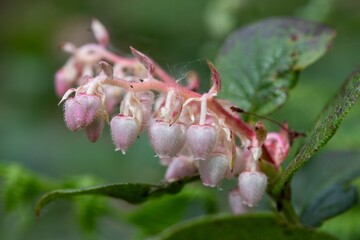 Close up of salal (gaultheria shallon) flowers in bloom