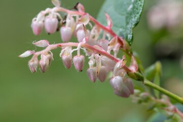 Close up of salal (gaultheria shallon) flowers in bloom
