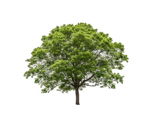 Fototapeta na wymiar a tree with green leaves