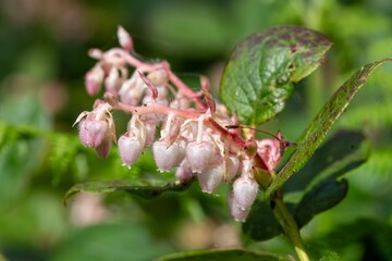 Close up of salal (gaultheria shallon) flowers in bloom