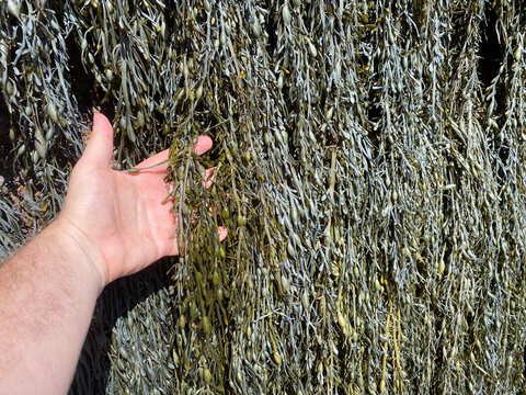 Ascophyllum nodosum a common cold water seaweed. Feamainn bhuí, rockweed, Norwegian kelp, knotted kelp, knotted wrack or egg wrack. Bay of Fundy and Hopewell Rocks.