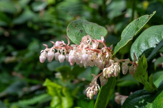Close up of salal (gaultheria shallon) flowers in bloom