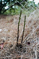 Green asparagus growing in the middle of the forest in spring.