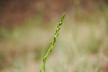 Green asparagus growing in the middle of the forest in spring.