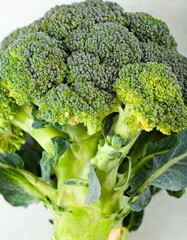 close-up fresh green broccoli plant