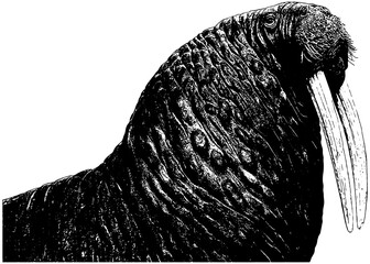 Sketch illustration of a walrus, head and neck, in black, isolated 