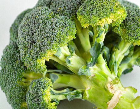 close-up fresh green broccoli plant