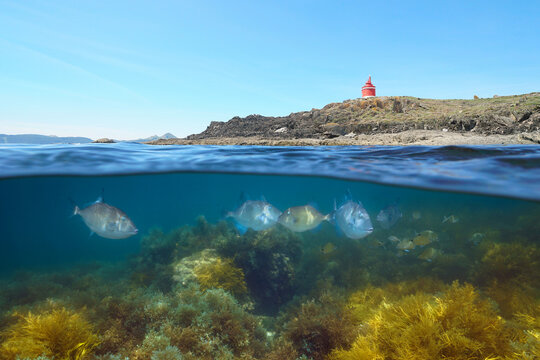 Rocky coast with a lighthouse and fish with algae underwater in the Atlantic ocean, split view half over and under water surface, natural scene, Spain, Galicia, Rias Baixas, Cangas