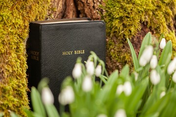 Christian easter concept and holy bible in a forest.