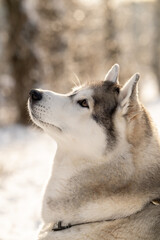 Siberian Husky in nature. Portrait of a husky against the backdrop of a winter landscape.