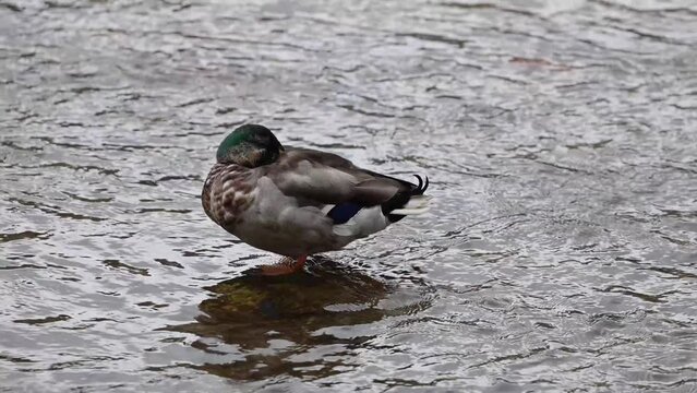 Un canard paisiblement endormi se repose debout les pattes dans l'eau de la rivi&egrave;re. 