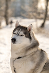 Siberian Husky in nature. Portrait of a husky against the backdrop of a winter landscape.