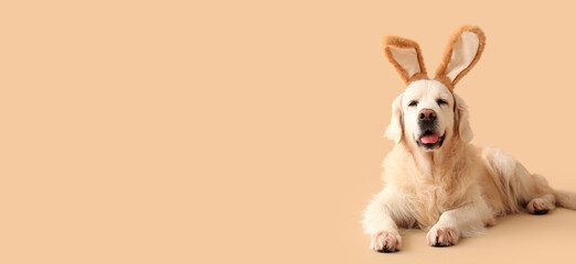 Cute Labrador dog wearing Easter bunny ears on beige background with space for text