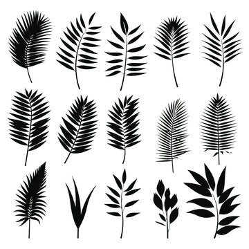 Set of palm leaves silhouettes isolated