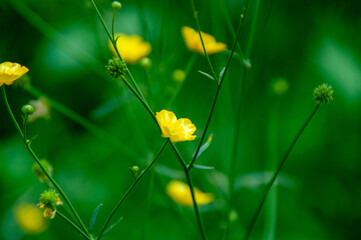 yellow flowers in the grass