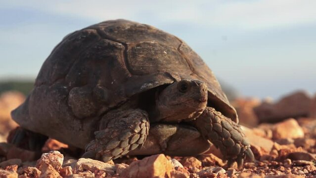 turtle on the ground