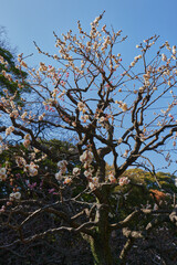 浜離宮恩賜庭園　梅の満開の頃
