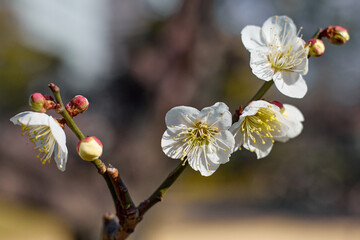 Obraz premium 浜離宮恩賜庭園 梅の満開の頃