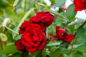 Close up of roses with branches.