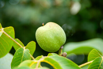close up on an growing apple on a branch.