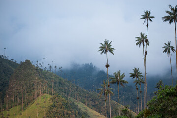 Fototapeta na wymiar Cloudy colombian landscape of green mountains with some palms