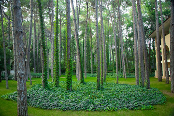 beautiful green landscape with pine trees in a hotel complex in Turkey Antalya