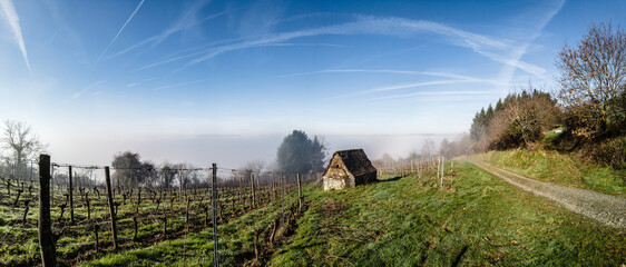 Vertougit (Corrèze, Nouvelle aquitaine, France) - Vue panoramique du vignoble de la vallée de la Vézère en hiver sous la brume avec une cabane de vigneron pittoresque - 734336300