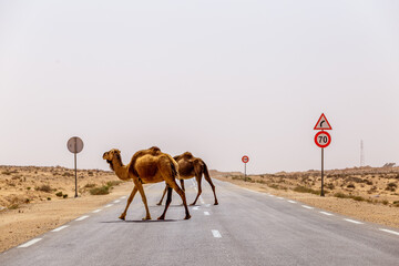 Dromadaire sur une route de Tunisie