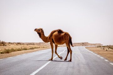 Dromadaire sur une route de Tunisie