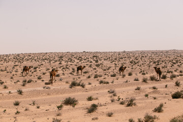 Dromadaire dans le désert du Sahara en Tunisie 
