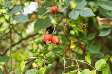 Branches with fresh rose hip berries outdoors