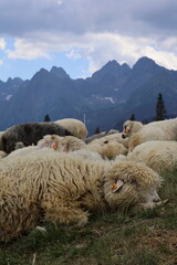 Stado owiec na pięknej, zielonej Rusinowej Polanie w Tatrach Wysokich. Cultural sheep grazing on the beautiful, green Rusinowa Polana in the High Tatras. - obrazy, fototapety, plakaty