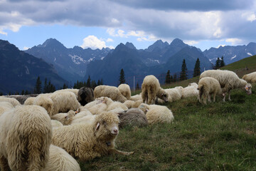Kulturowy wypas owiec na pięknej, rozległej Rusinowej Polanie w Tatrach Wysokich. Cultural sheep grazing on the beautiful, green Rusinowa Polana in the High Tatras.