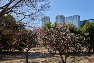 浜離宮恩賜庭園　梅の満開の頃