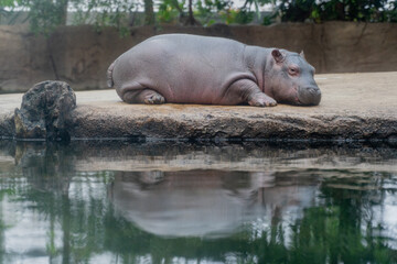A small hippopotamus stands near a pond.