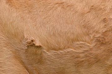Textura de piel de vaca color rojo.