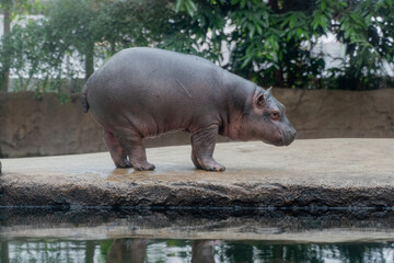 Naklejka premium A small hippopotamus stands near a pond.